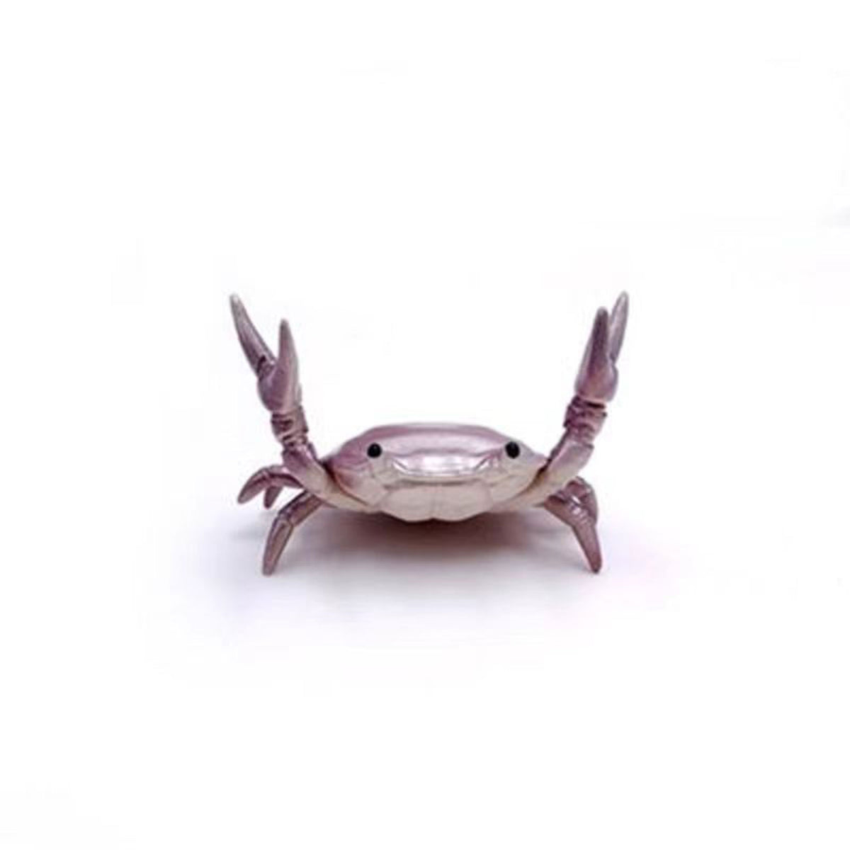 Royal purple crab miniature stylus stand displaying raised pinchers in studio